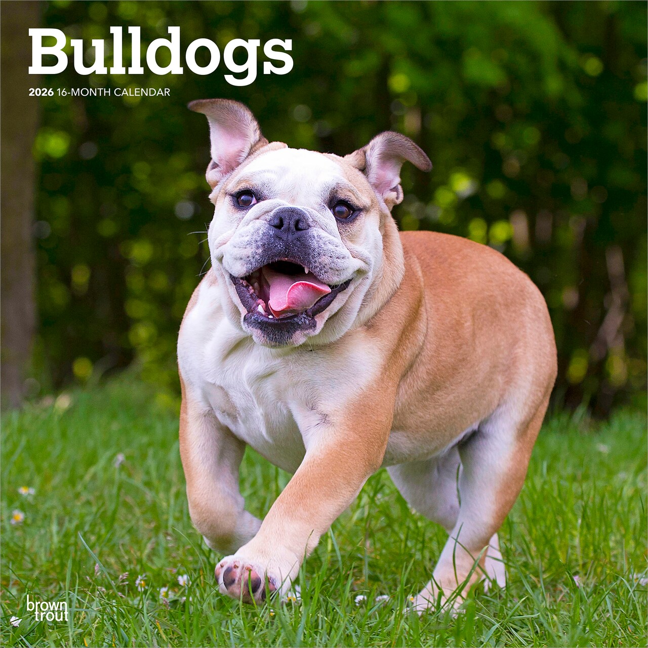 Bulldogs | 2026 12 x 24 Inch (Hanging) Monthly Square Wall Calendar | Plastic-Free